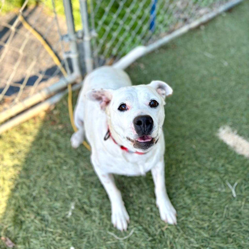 MARLEY (DEAF), a Adoptable Mixed Breed in Danville, KY image 5/6