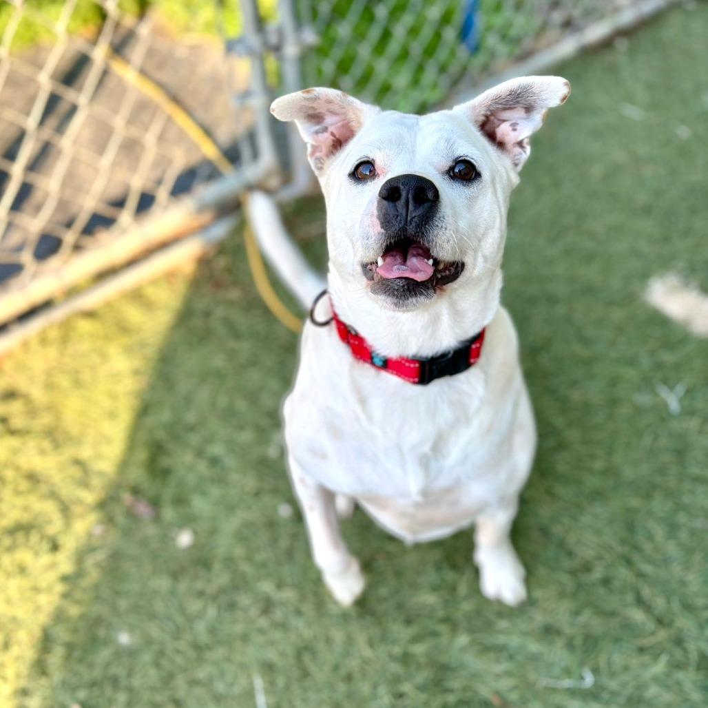 MARLEY (DEAF), a Adoptable Mixed Breed in Danville, KY image 6/6