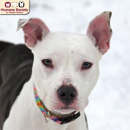 Enlarge Pip Squeak, a ADOPTABLE mixed breed in Nashua, NH image 2/6