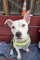 Enlarge Pip Squeak, a ADOPTABLE mixed breed in Nashua, NH image 1/6