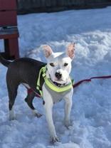 Enlarge Pip Squeak, a ADOPTABLE mixed breed in Nashua, NH image 6/6