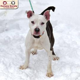 Enlarge Pip Squeak, a ADOPTABLE mixed breed in Nashua, NH image 3/6
