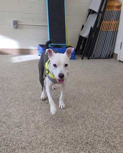 Enlarge Pip Squeak, a ADOPTABLE mixed breed in Nashua, NH image 5/6