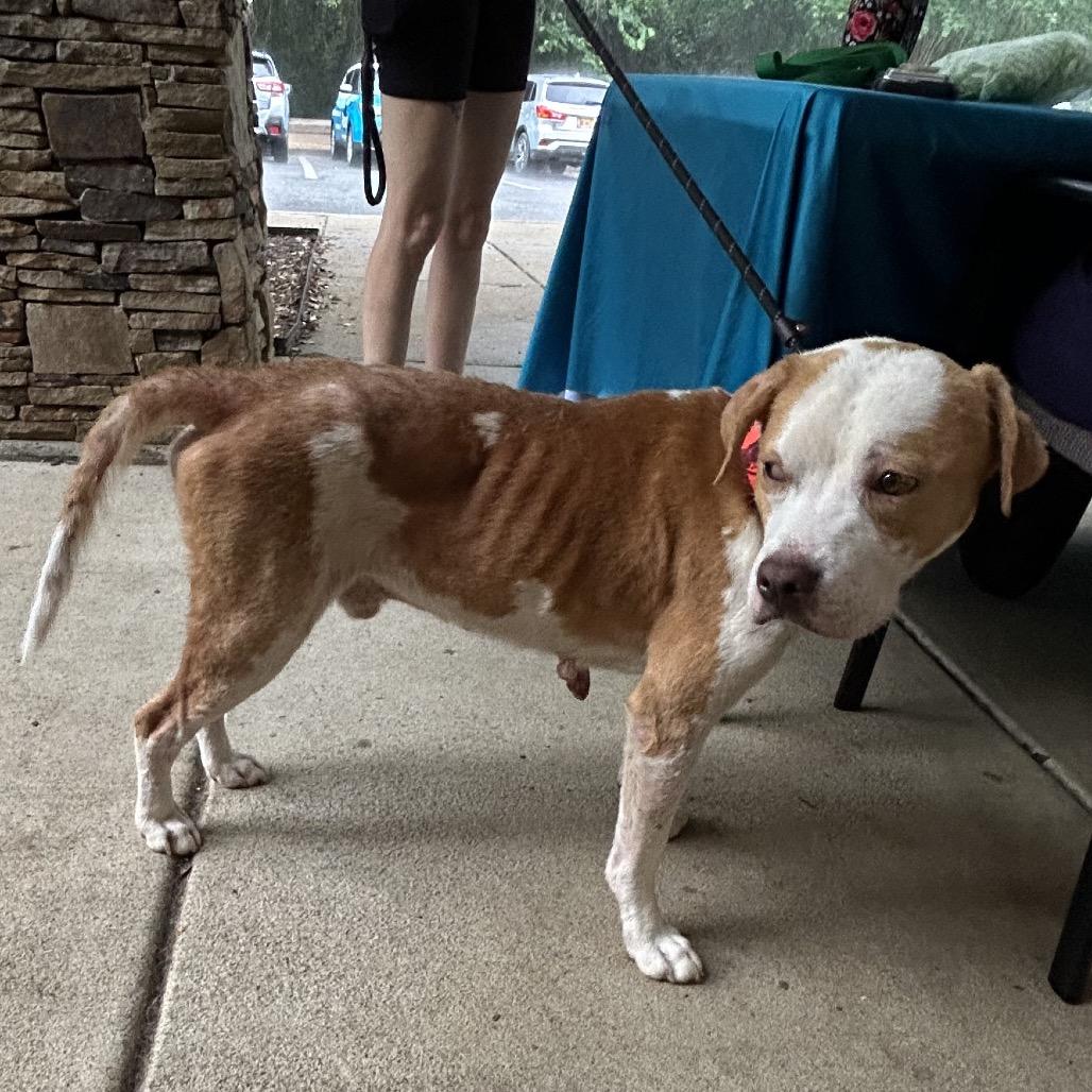 Odie 2628 — thumbnail 2