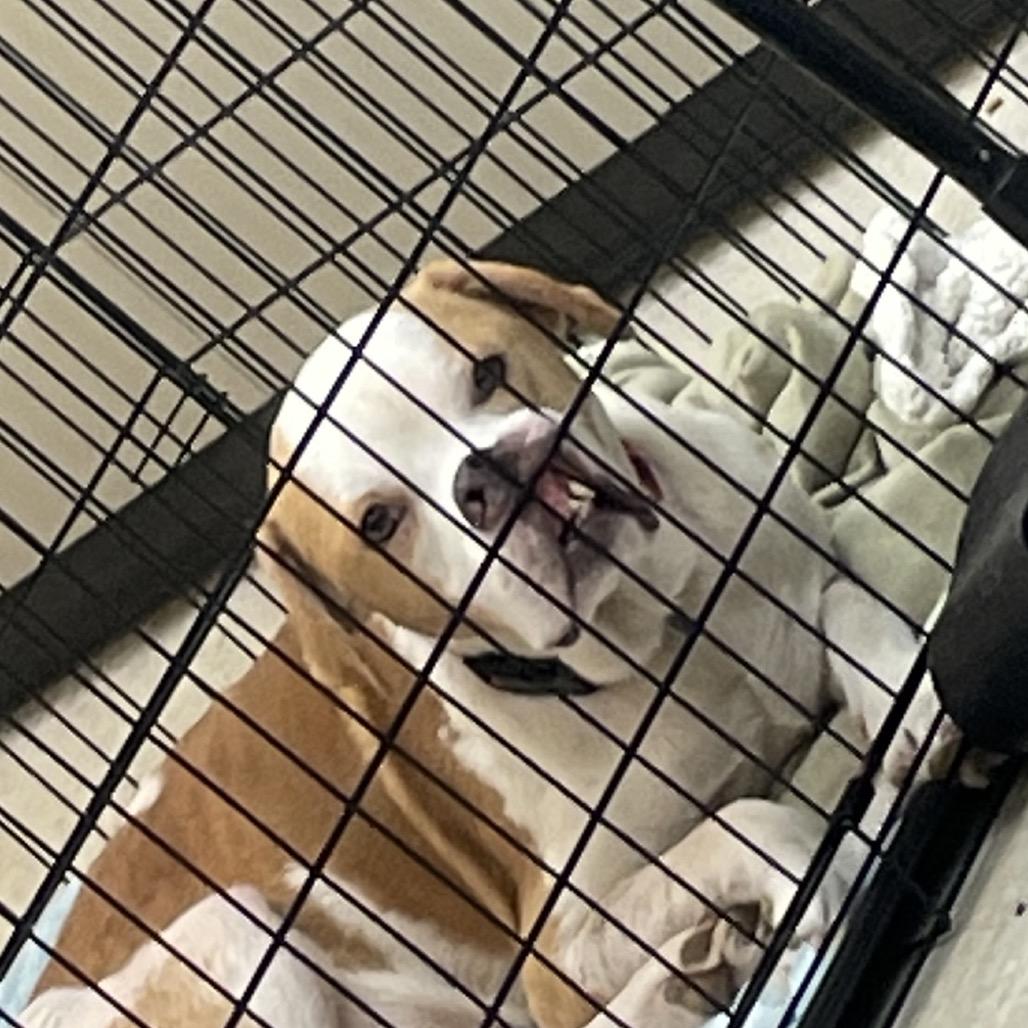 Odie 2628 — thumbnail 4