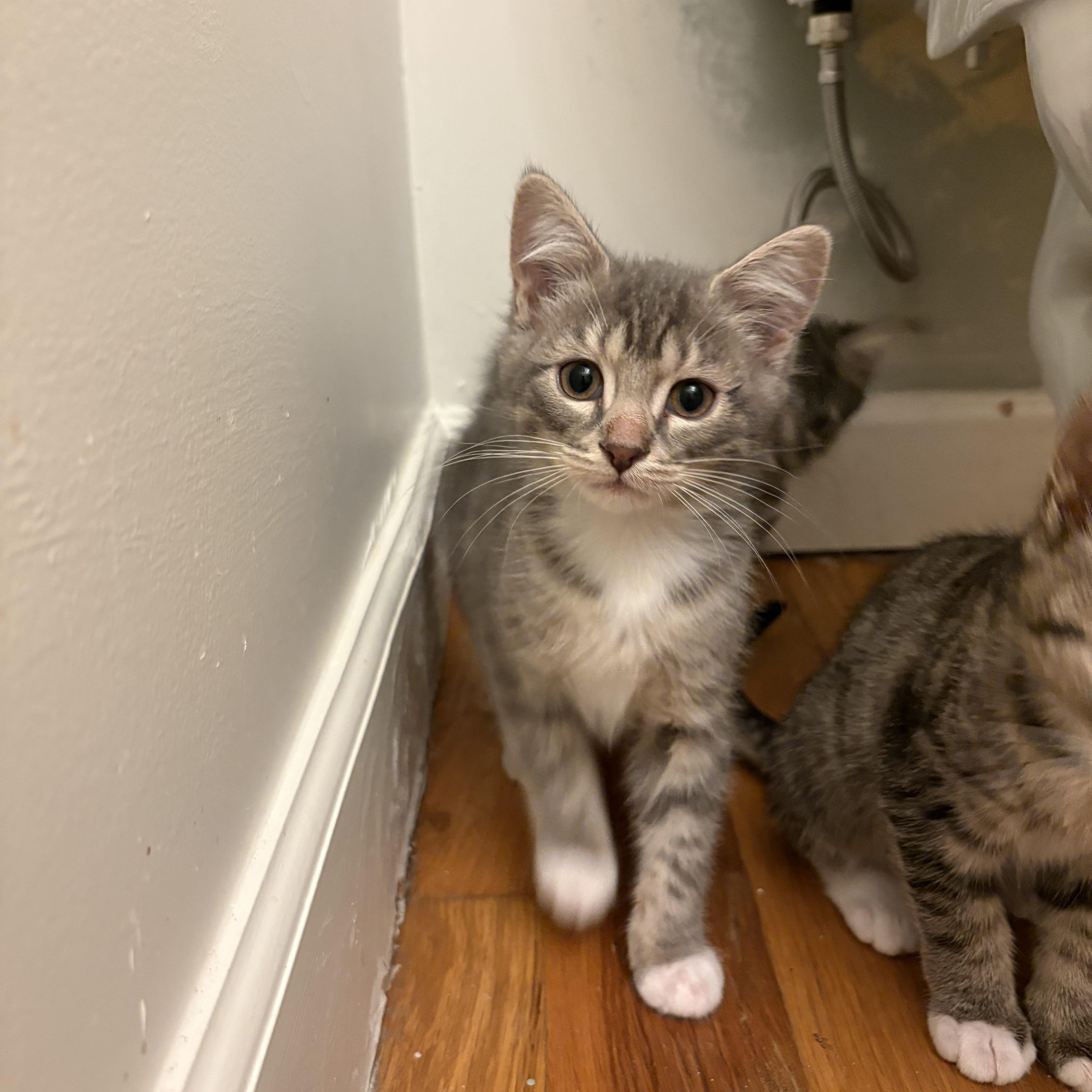 Anthracnose - Athens, GA, adopted, Kitten Male Domestic Short Hair.
