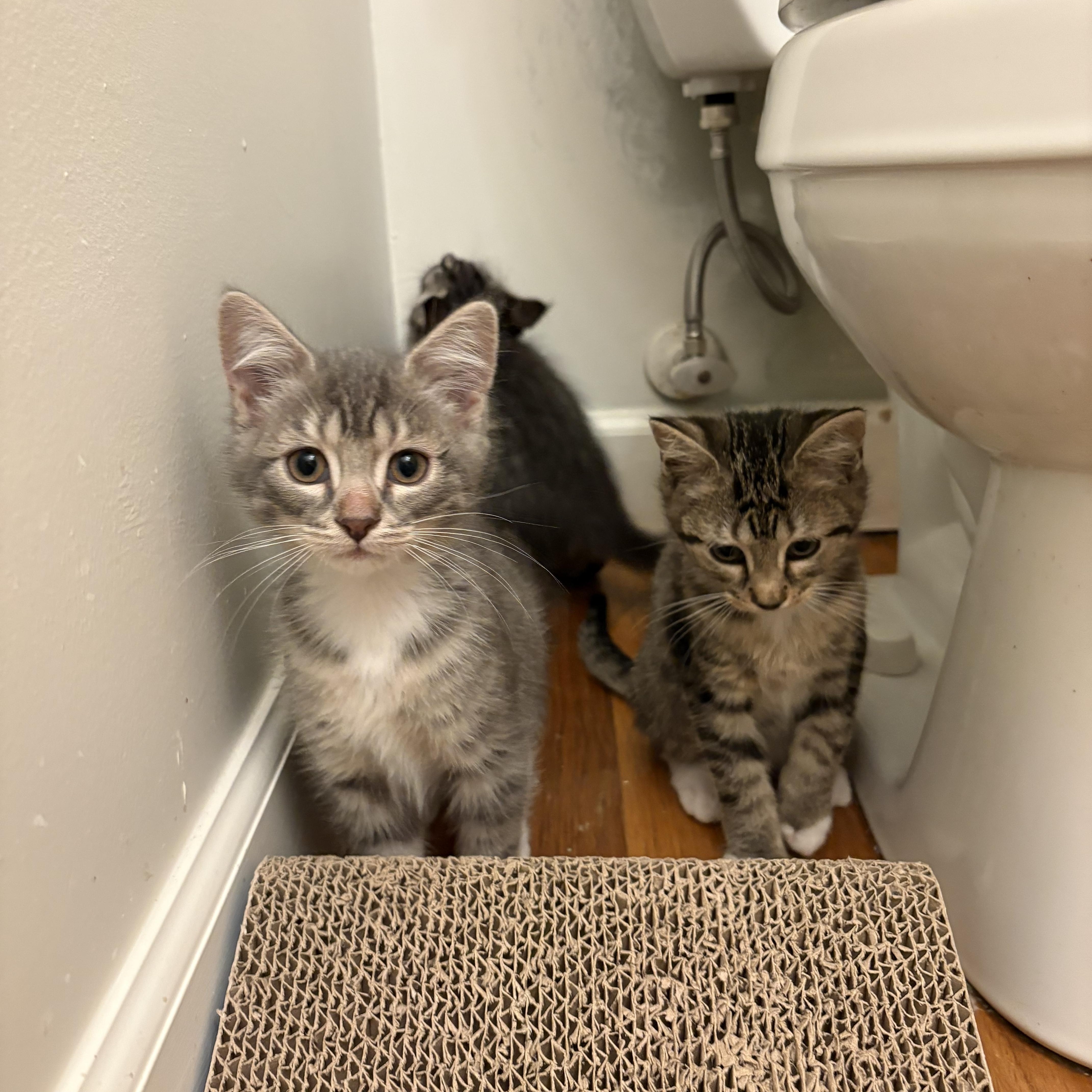 Enlarge Anthracnose - Athens, GA, an adopted Domestic Short Hair in Athens, GA image 2/3