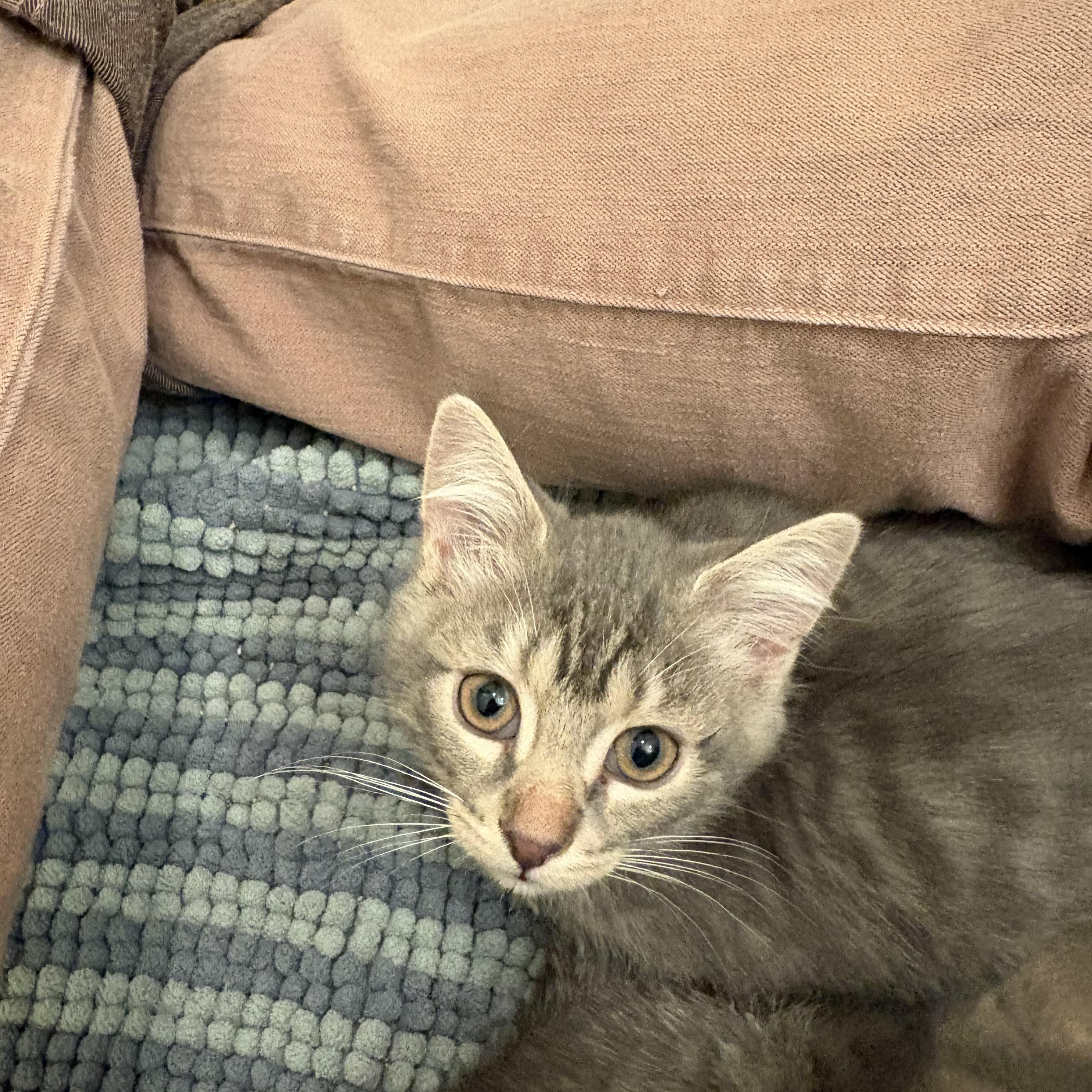 Enlarge Anthracnose - Athens, GA, an adopted Domestic Short Hair in Athens, GA image 3/3