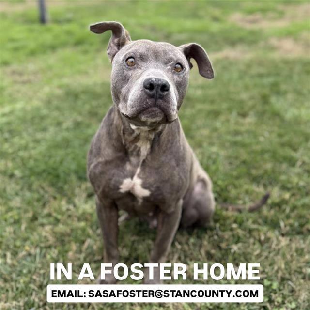 WILLOW, Adoptable, Adult Female Pit Bull Terrier & Mixed Breed.