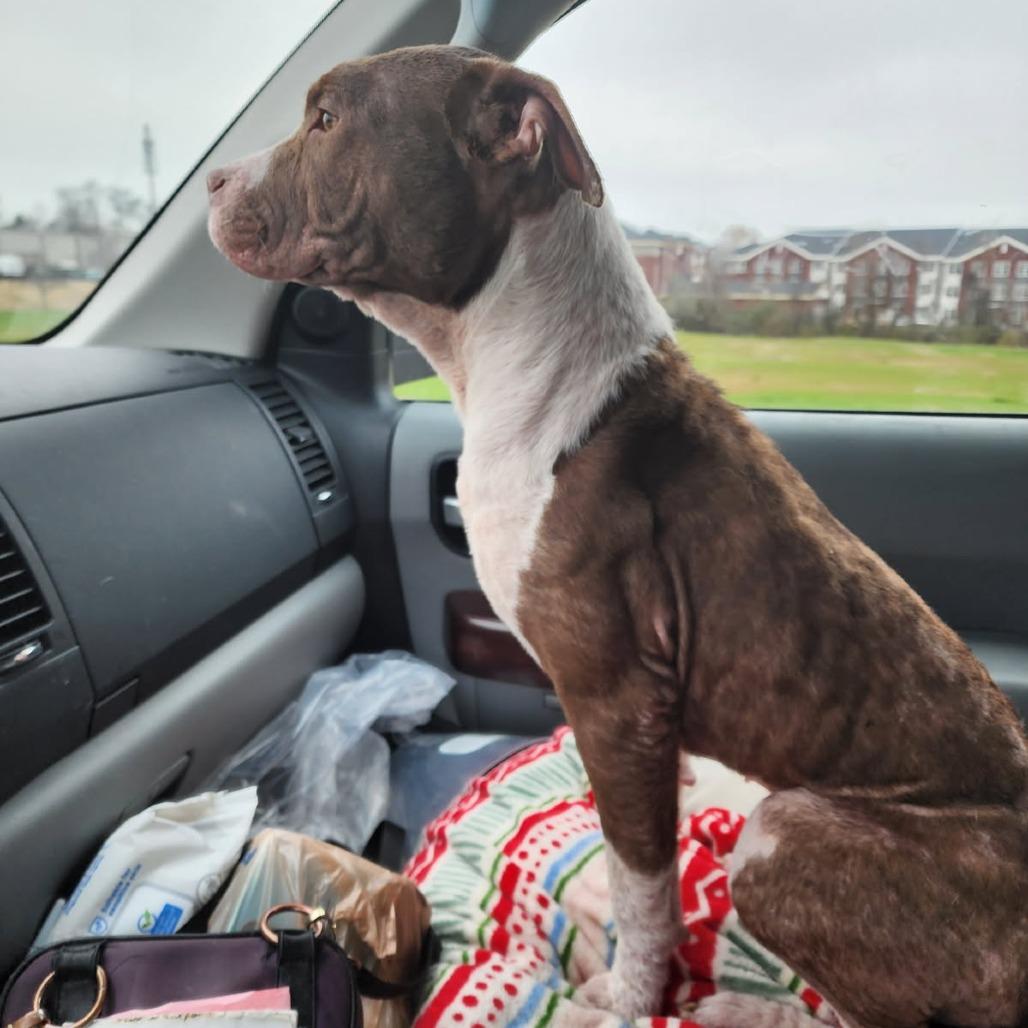 Willow Ember, Adoptable, Adult Female Mixed Breed.