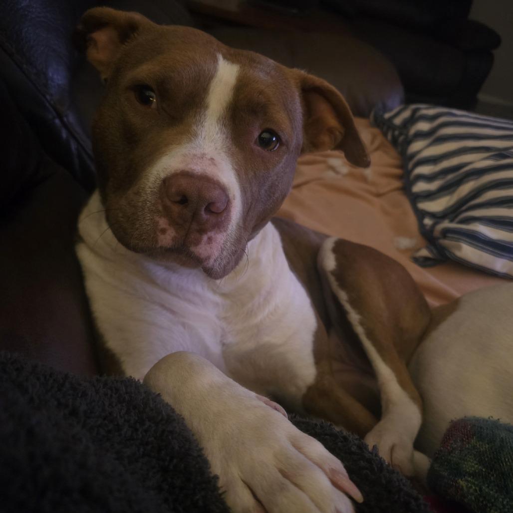 Willow Ember, a Adoptable Mixed Breed in Franklin, CO image 4/6