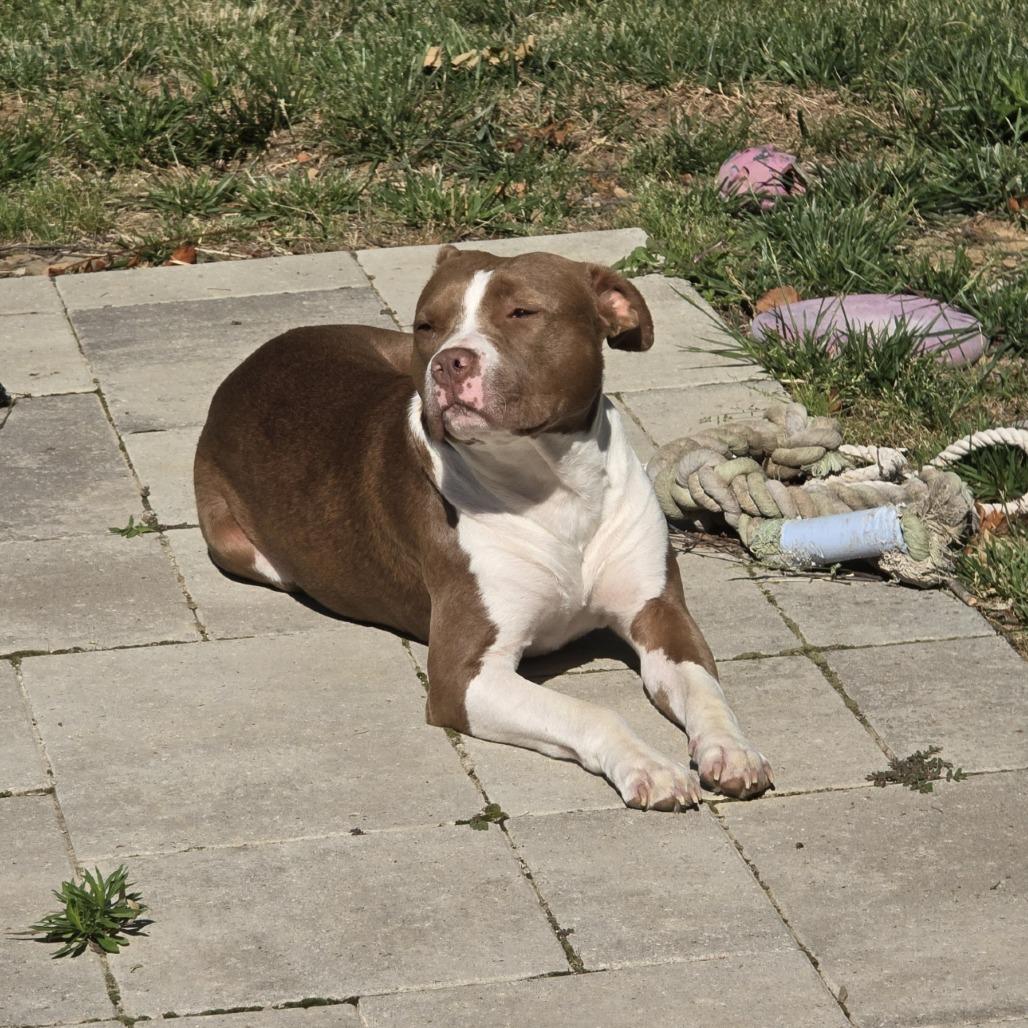 Willow Ember, a Adoptable Mixed Breed in Franklin, CO image 5/6