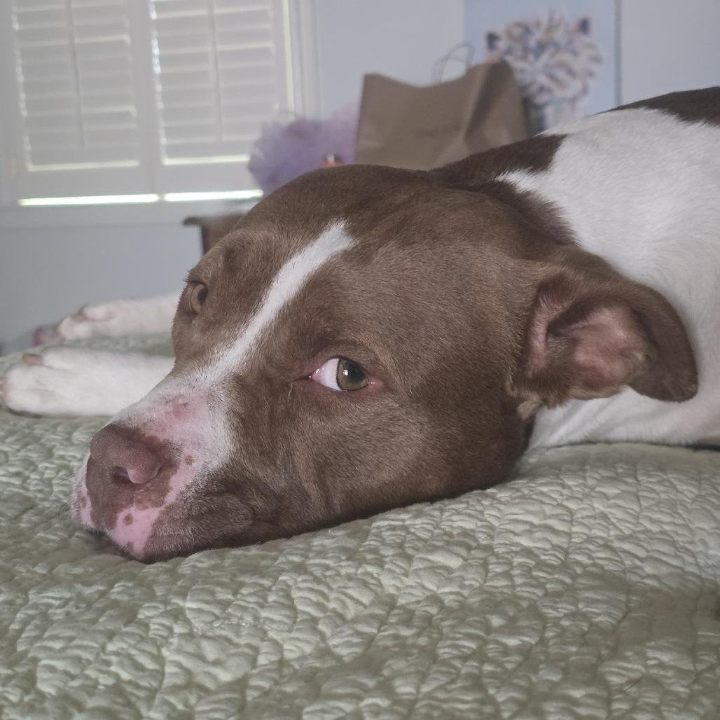 Willow Ember, a Adoptable Mixed Breed in Franklin, CO image 6/6