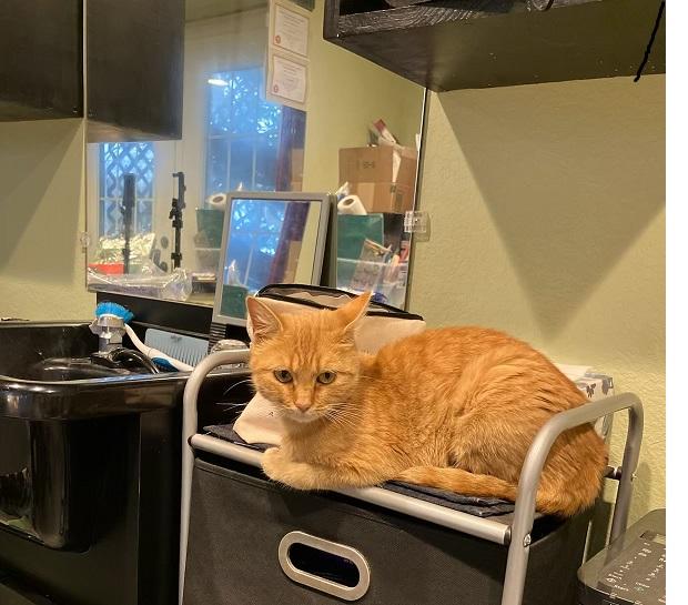 Enlarge Iris, an adopted Domestic Short Hair in Springdale, AR image 1/1