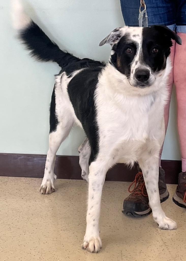 Enlarge Moose, a ADOPTABLE mixed breed in Amery, WI image 4/4