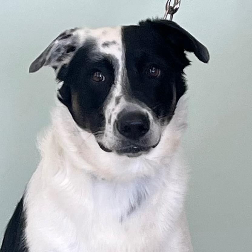 Moose, ADOPTABLE, Young Male Australian Cattle Dog / Blue Heeler & Labrador Retriever.