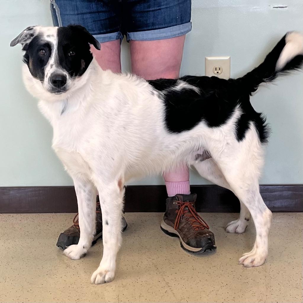Enlarge Moose, a ADOPTABLE mixed breed in Amery, WI image 3/4