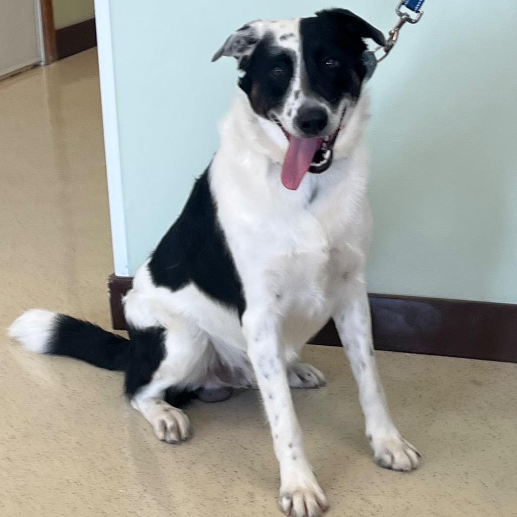 Enlarge Moose, a ADOPTABLE mixed breed in Amery, WI image 2/4