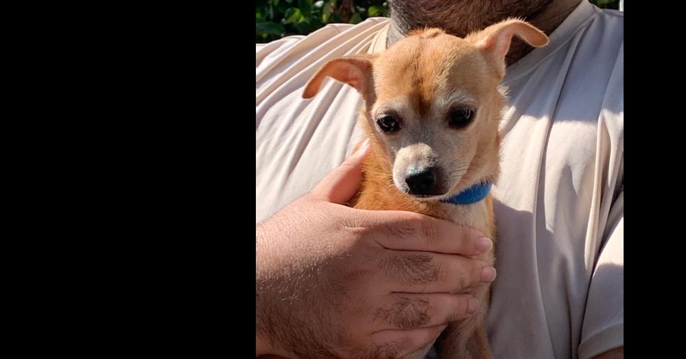 Mohawk-Pinky, Adoptable, Senior Male Chihuahua.