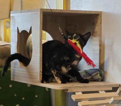 Callie — thumbnail 2