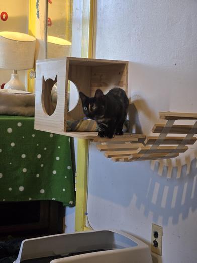 Callie — thumbnail 4