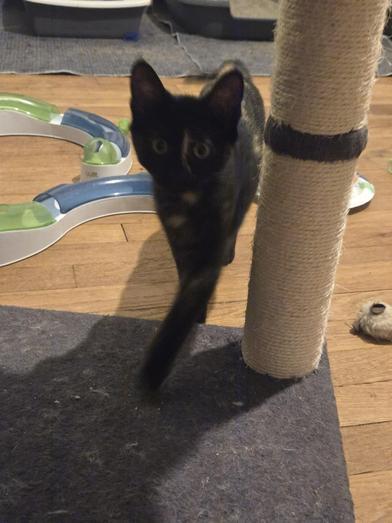 Callie — thumbnail 6