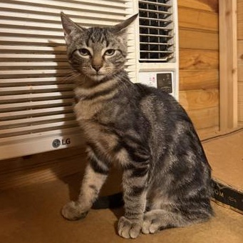 Enlarge Silas, an adoptable mixed breed in Liverpool, TX image 3/4