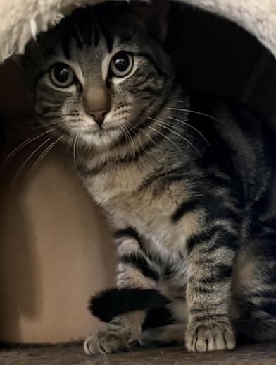 Enlarge Silas, an adoptable mixed breed in Liverpool, TX image 2/4