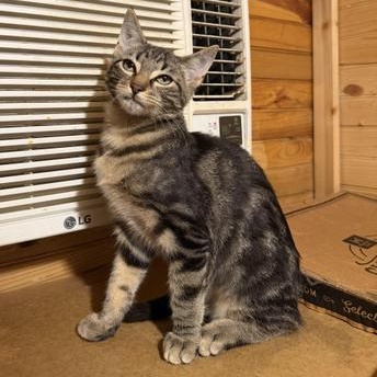 Enlarge Silas, an adoptable mixed breed in Liverpool, TX image 4/4