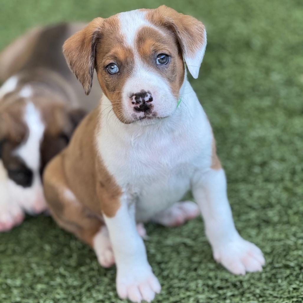 SPIKE, Adoptable, Puppy Male Catahoula Leopard Dog & Plott Hound.