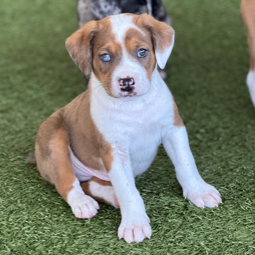 SPIKE, a Adoptable mixed breed in Wellington, FL image 2/2