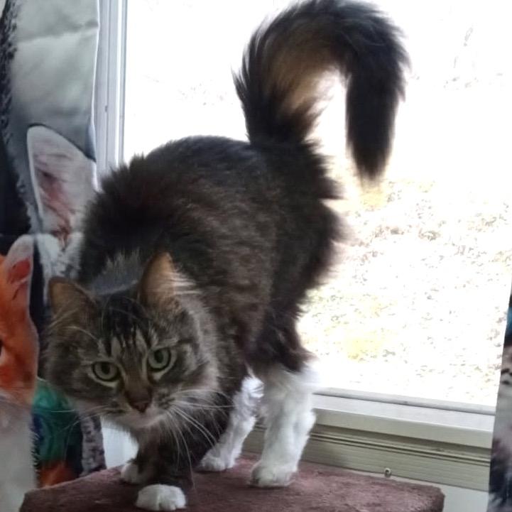 Trixie, a Adoptable Domestic Long Hair in Kittanning, PA image 1/3