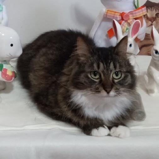 Trixie, Adoptable, Adult Female Domestic Long Hair.