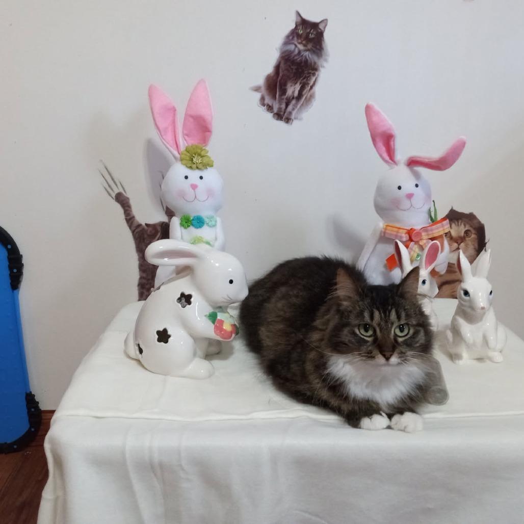 Trixie, a Adoptable Domestic Long Hair in Kittanning, PA image 1/3