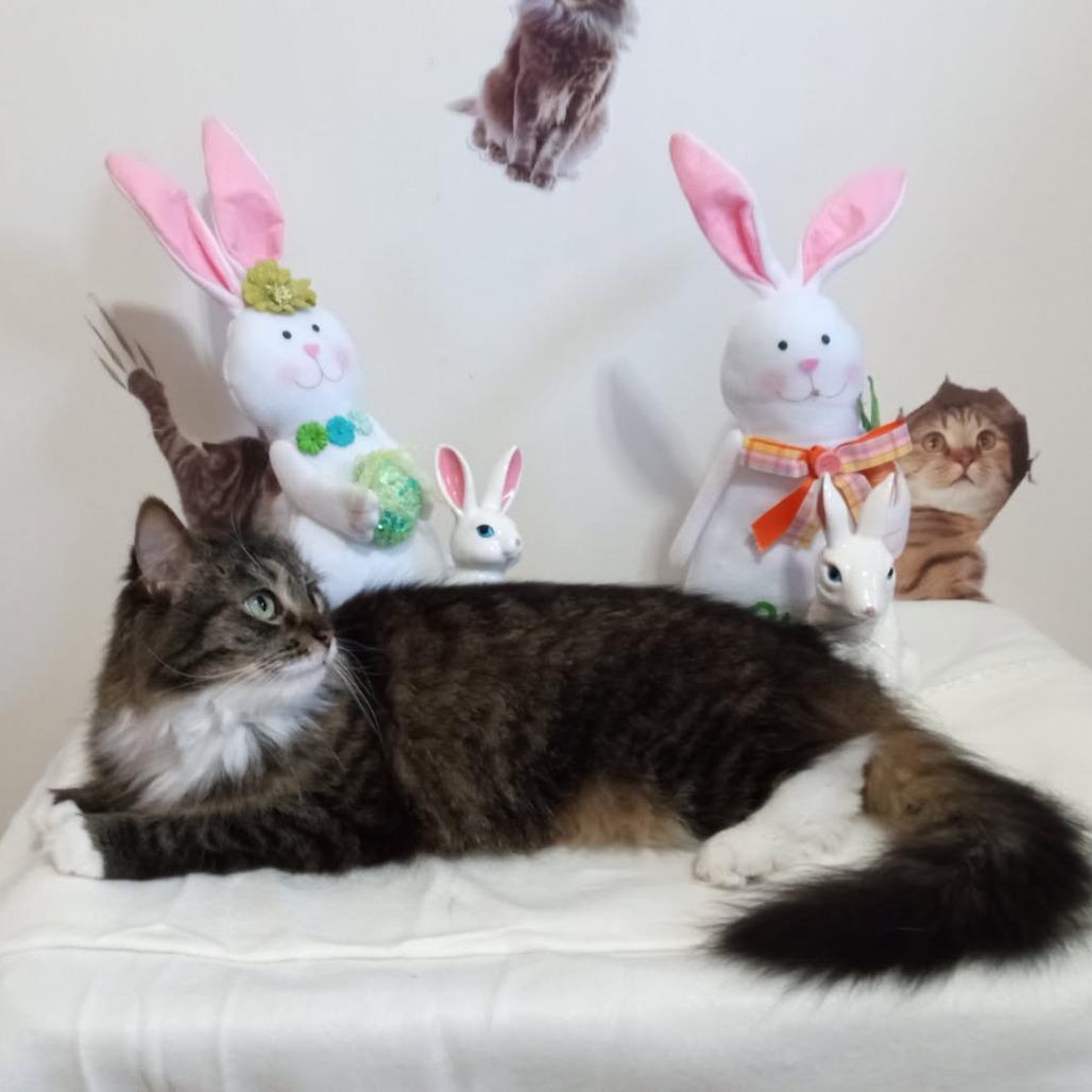 Trixie, a Adoptable Domestic Long Hair in Kittanning, PA image 2/3