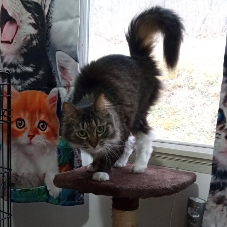 Trixie, a Adoptable Domestic Long Hair in Kittanning, PA image 3/3