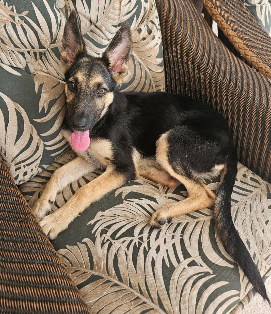 Enlarge Luna, a Adoptable Shepherd in Sanford, FL image 1/1
