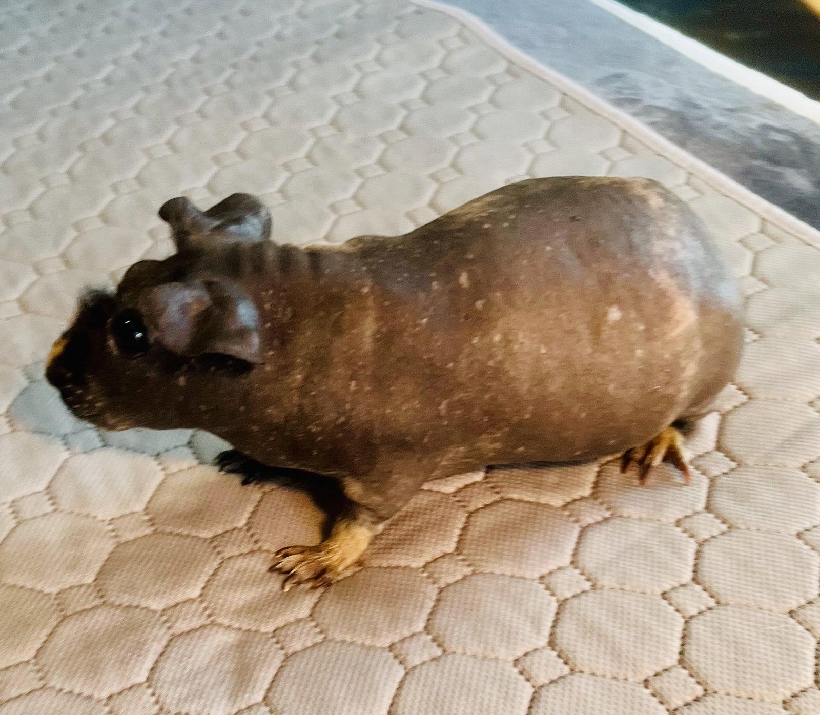 Enlarge Ida, a Adopted Guinea Pig in Lexington, SC image 2/3