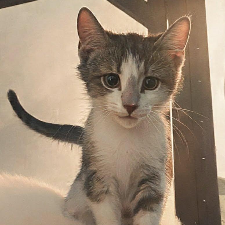 MYSTLE, adopted, Kitten Male Domestic Short Hair.