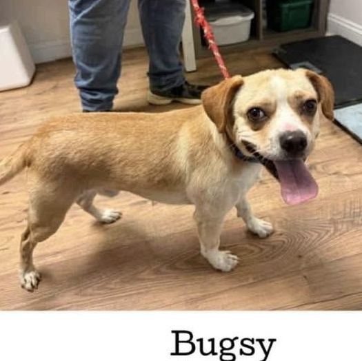 Bugsy