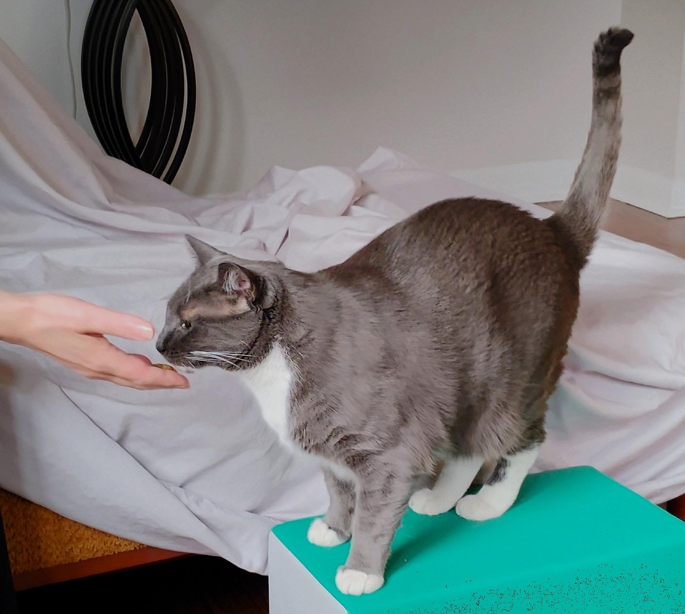 Enlarge Happy, a Adoptable American Shorthair in Brooklyn, NY image 1/3