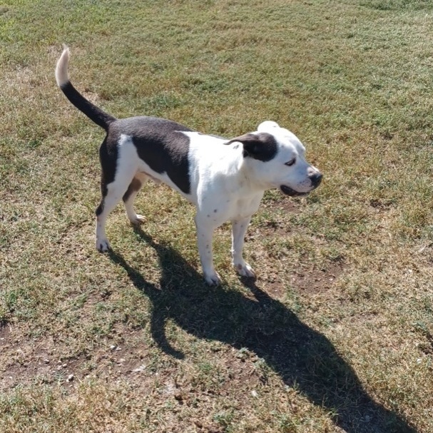 Ocean , Adoptable, Adult Male Terrier & Labrador Retriever.