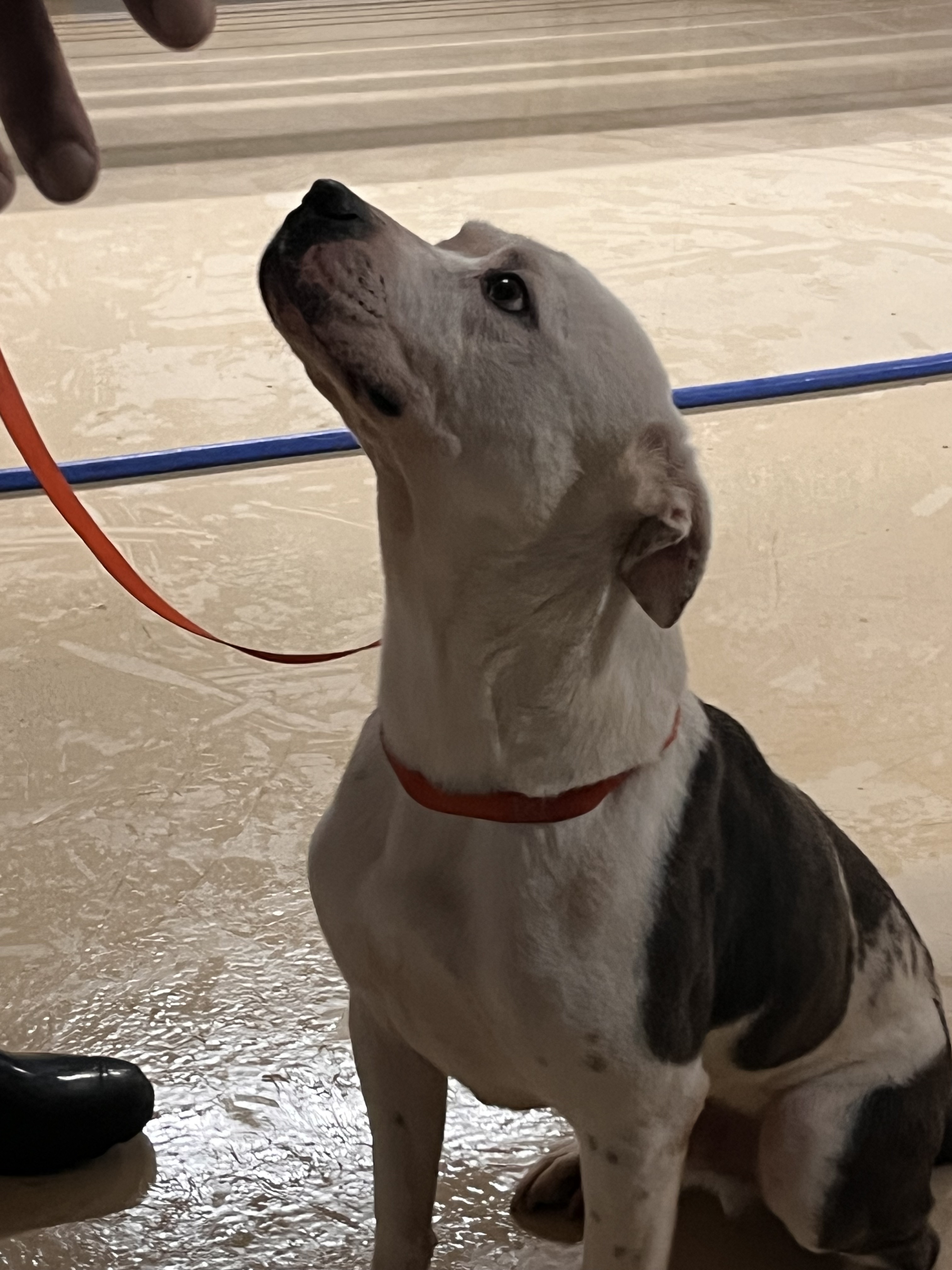 Enlarge Ocean , a Adoptable mixed breed in Portland, OR image 2/12