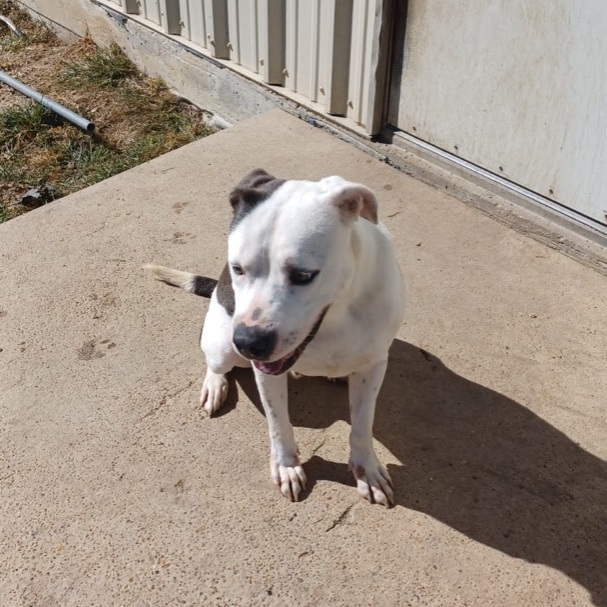 Enlarge Ocean , a Adoptable mixed breed in Portland, OR image 3/12