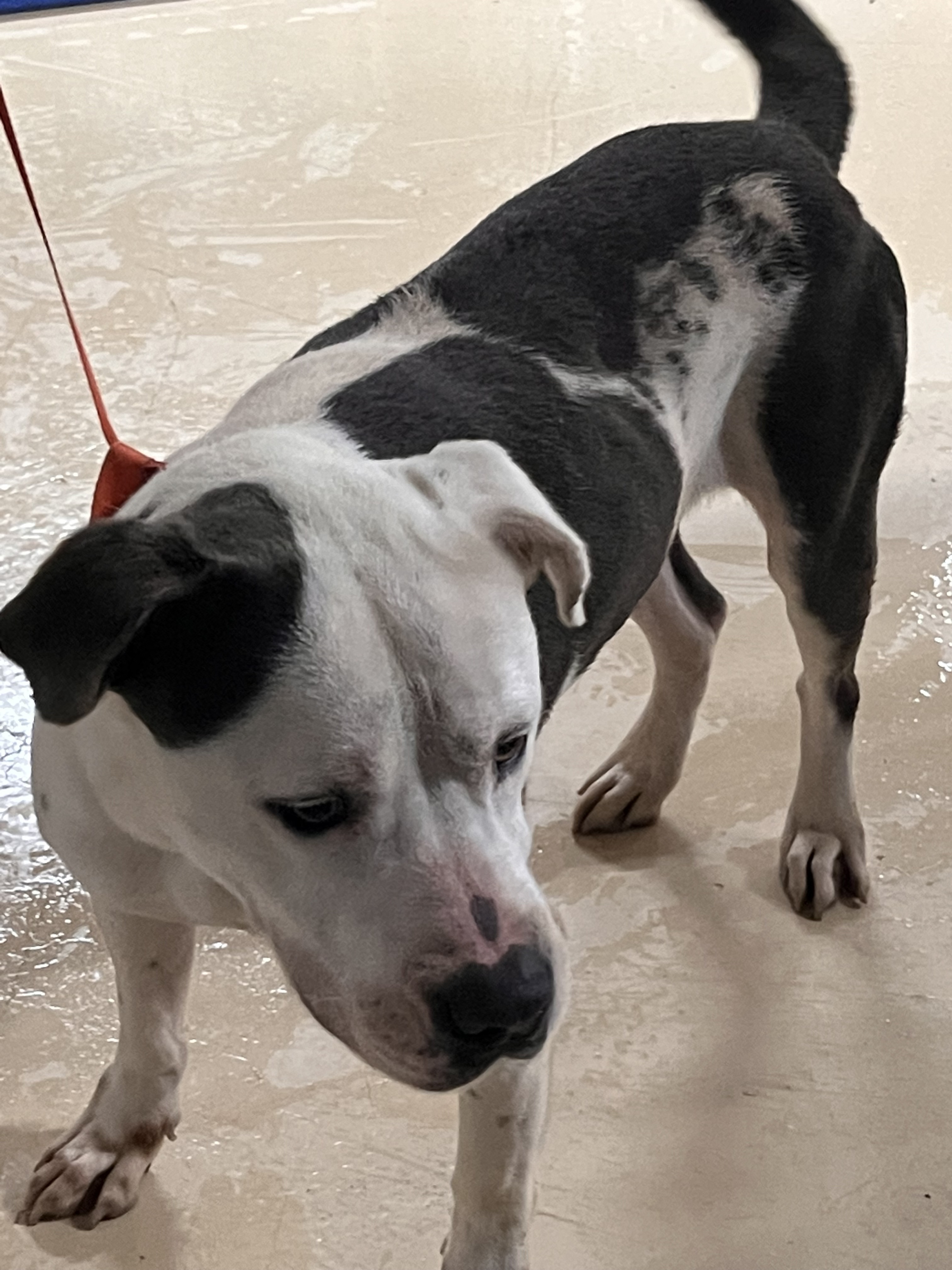 Enlarge Ocean , a Adoptable mixed breed in Portland, OR image 4/12