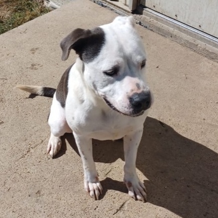 Enlarge Ocean , a Adoptable mixed breed in Portland, OR image 5/12