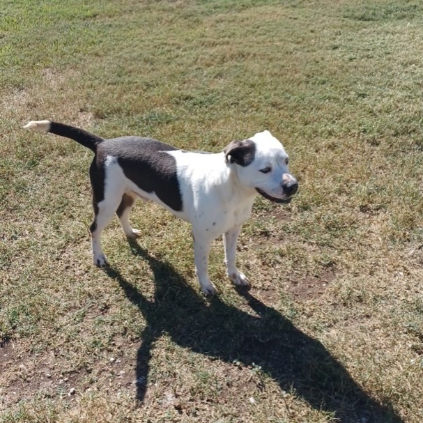 Enlarge Ocean , a Adoptable mixed breed in Portland, OR image 6/12