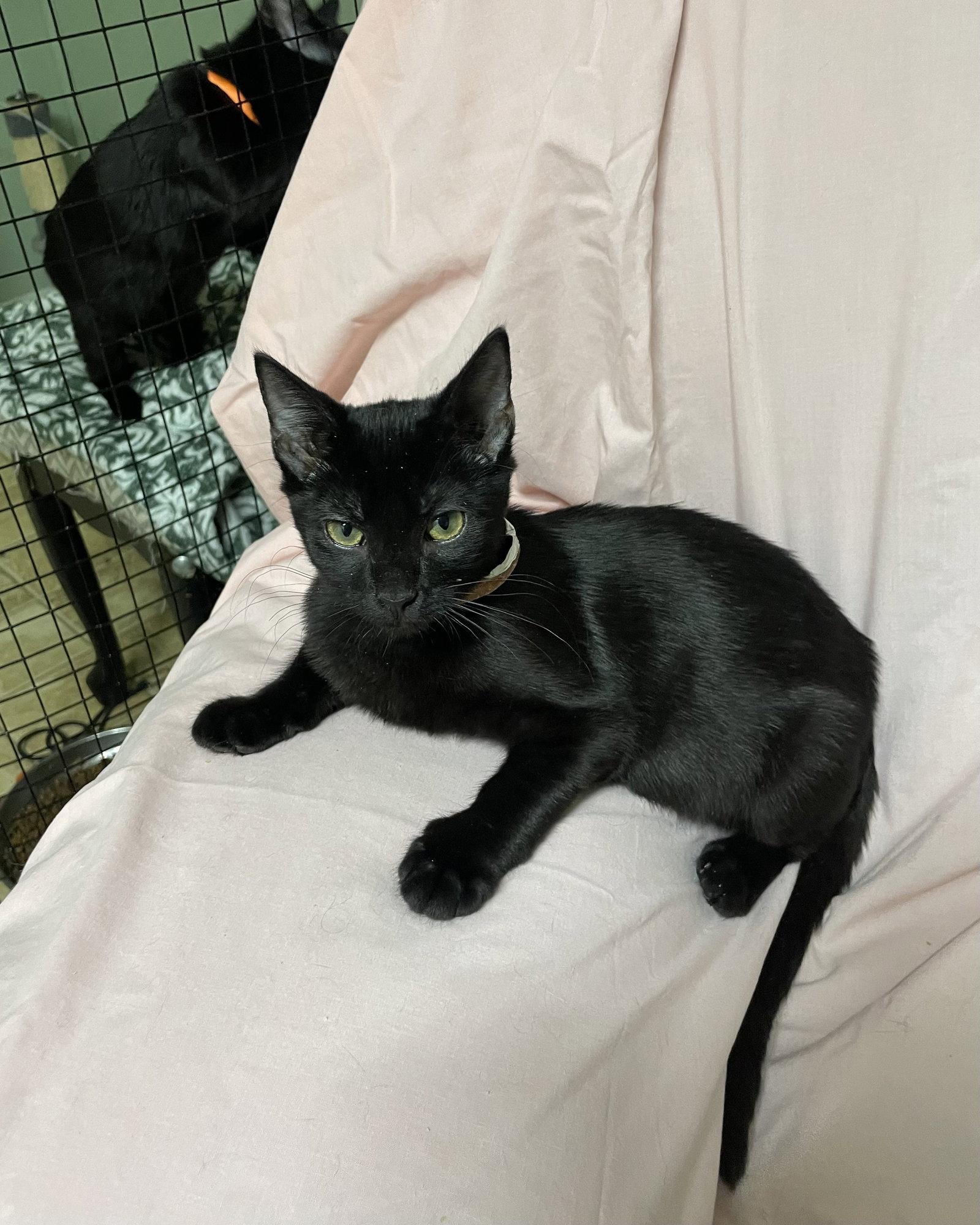 Sybil, Adoptable, Young Female Domestic Short Hair & Bombay.