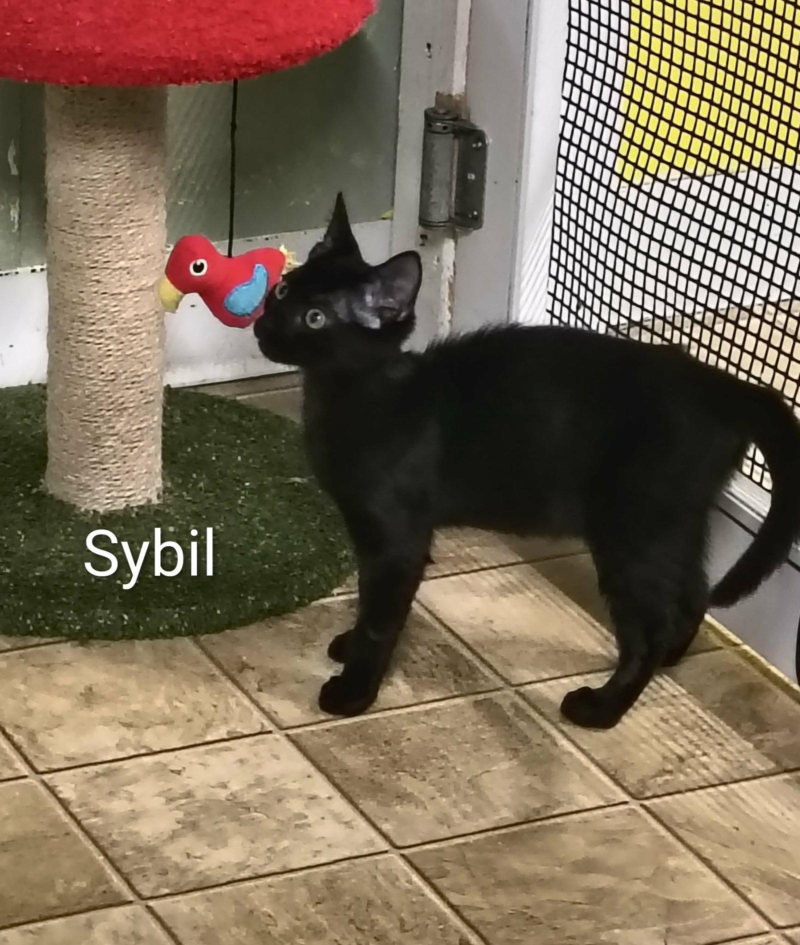 Enlarge Sybil, a Adoptable mixed breed in Stover, MO image 2/2