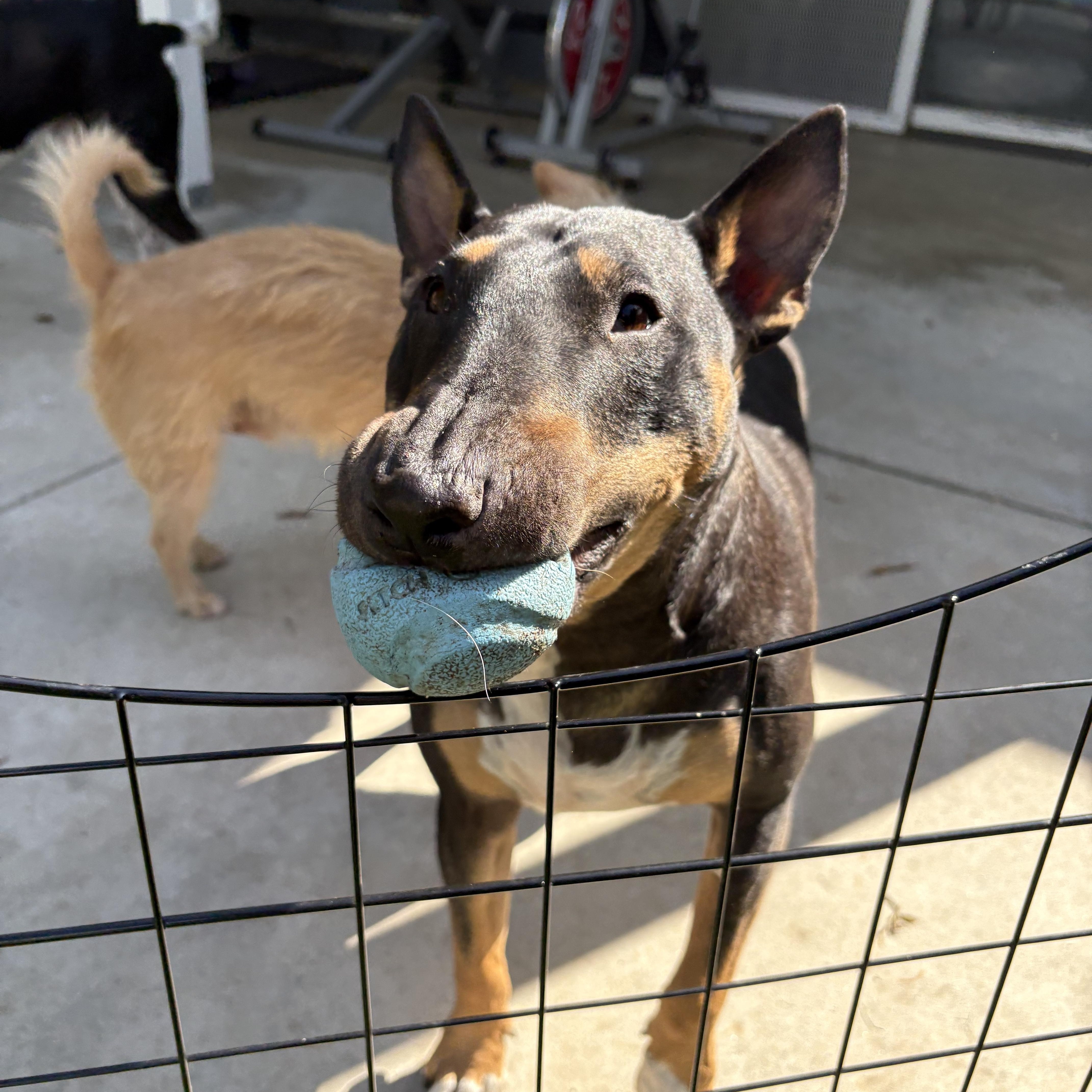 Rico Suave, a Adoptable Bull Terrier in Henderson, NV image 1/3